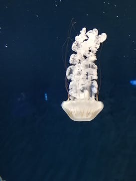 新江ノ島水族館に投稿された画像（2020/8/16）