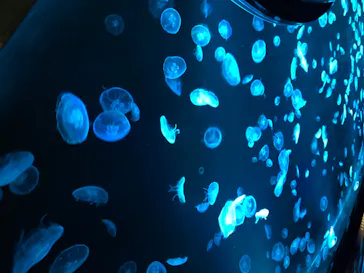 すみだ水族館に投稿された画像（2020/8/16）