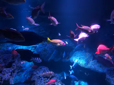 すみだ水族館に投稿された画像（2020/8/16）