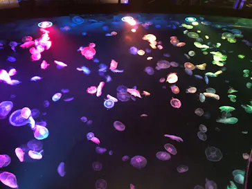 すみだ水族館に投稿された画像（2020/8/16）