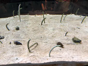 すみだ水族館に投稿された画像（2020/8/16）