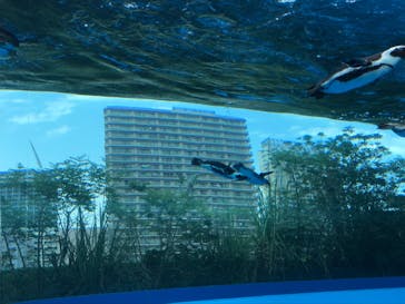 サンシャイン水族館に投稿された画像（2020/8/16）