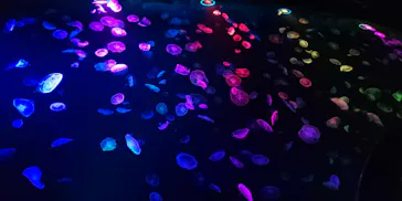 すみだ水族館に投稿された画像（2020/8/16）