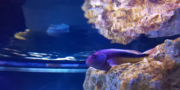 すみだ水族館に投稿された画像（2020/8/16）