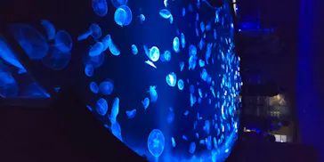 すみだ水族館に投稿された画像（2020/8/16）