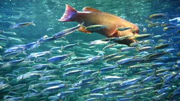 サンシャイン水族館に投稿された画像（2020/8/16）