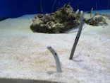 仙台うみの杜水族館に投稿された画像（2020/8/17）