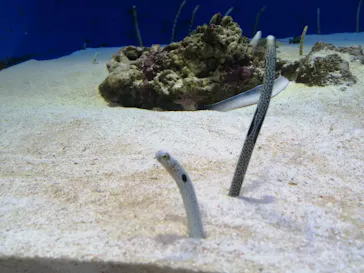 仙台うみの杜水族館に投稿された画像（2020/8/16）