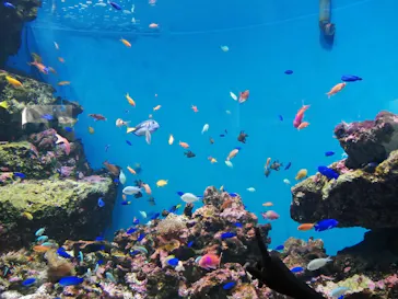 仙台うみの杜水族館に投稿された画像（2020/8/16）