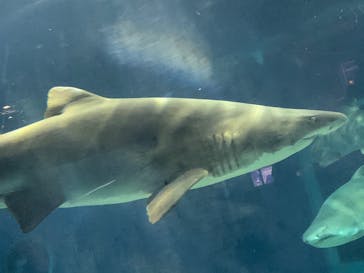 アクアワールド茨城県大洗水族館に投稿された画像（2020/8/16）