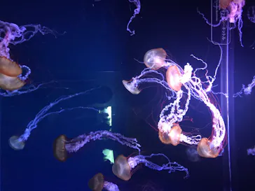 すみだ水族館に投稿された画像（2020/8/16）