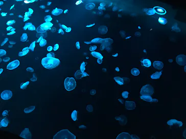 すみだ水族館に投稿された画像（2020/8/16）