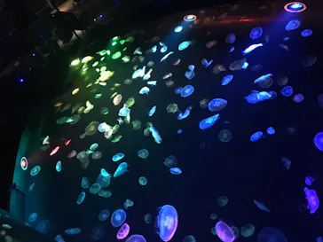 すみだ水族館に投稿された画像（2020/8/16）