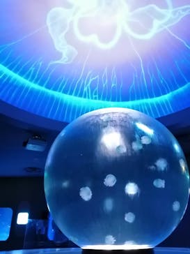 新江ノ島水族館に投稿された画像（2020/8/16）