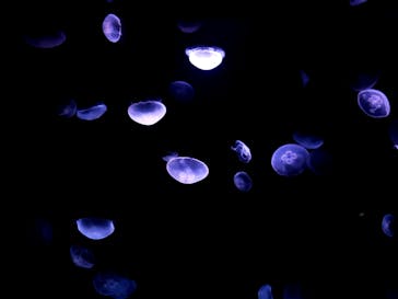 サンシャイン水族館に投稿された画像（2020/8/16）