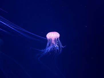 サンシャイン水族館に投稿された画像（2020/8/16）