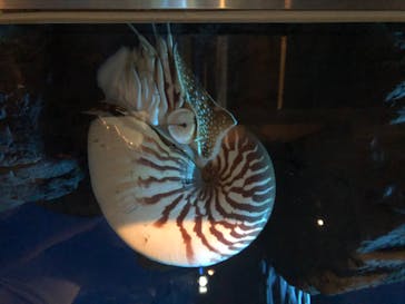 鳥羽水族館に投稿された画像（2020/8/16）