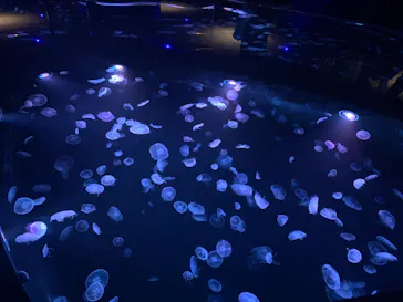 すみだ水族館に投稿された画像（2020/8/16）