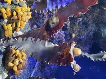 新江ノ島水族館に投稿された画像（2020/8/16）