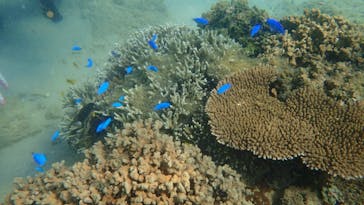 ダイビングショップ Sea Free（シーフリー）に投稿された画像（2020/8/17）