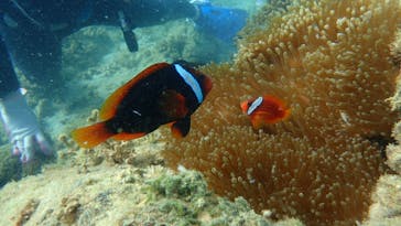 ダイビングショップ Sea Free（シーフリー）に投稿された画像（2020/8/17）