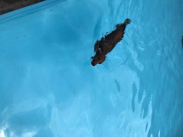 わんダフルネイチャーヴィレッジに投稿された画像（2020/8/17）