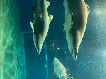 アクアワールド茨城県大洗水族館に投稿された画像（2020/8/17）