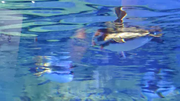 すみだ水族館に投稿された画像（2020/8/17）