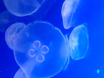 新江ノ島水族館に投稿された画像（2020/8/17）