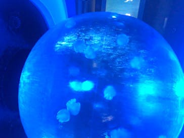 新江ノ島水族館に投稿された画像（2020/8/17）