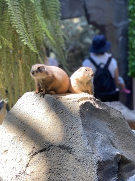 神戸どうぶつ王国に投稿された画像（2020/8/17）