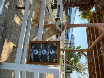 神戸どうぶつ王国に投稿された画像（2020/8/17）