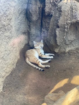 神戸どうぶつ王国に投稿された画像（2020/8/17）