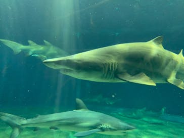 アクアワールド茨城県大洗水族館に投稿された画像（2020/8/17）