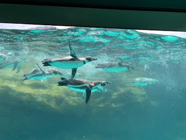 アクアワールド茨城県大洗水族館に投稿された画像（2020/8/17）