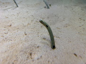 アクアワールド茨城県大洗水族館に投稿された画像（2020/8/17）