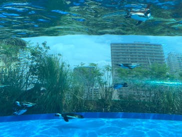 サンシャイン水族館に投稿された画像（2020/8/17）