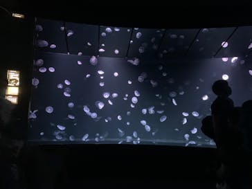 サンシャイン水族館に投稿された画像（2020/8/17）