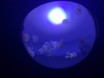 サンシャイン水族館に投稿された画像（2020/8/17）