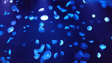 すみだ水族館に投稿された画像（2020/8/17）