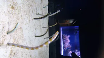 すみだ水族館に投稿された画像（2020/8/17）