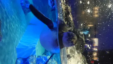 すみだ水族館に投稿された画像（2020/8/17）