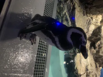 すみだ水族館に投稿された画像（2020/8/17）