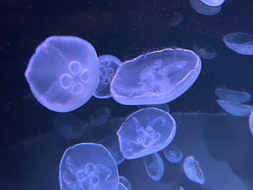 サンシャイン水族館に投稿された画像（2020/8/17）