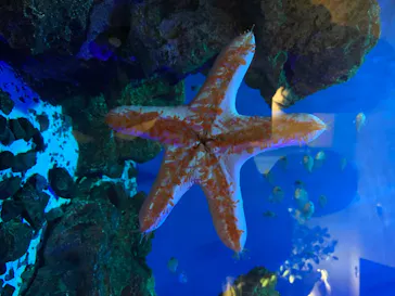 仙台うみの杜水族館に投稿された画像（2020/8/17）