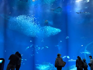 アクアワールド茨城県大洗水族館に投稿された画像（2020/8/17）