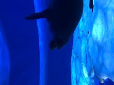 サンシャイン水族館に投稿された画像（2020/8/17）
