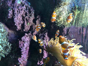 サンシャイン水族館に投稿された画像（2020/8/17）