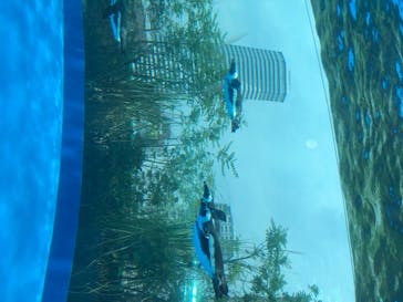 サンシャイン水族館に投稿された画像（2020/8/17）