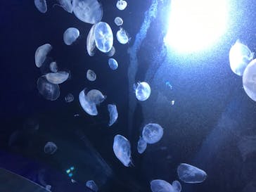 サンシャイン水族館に投稿された画像（2020/8/17）